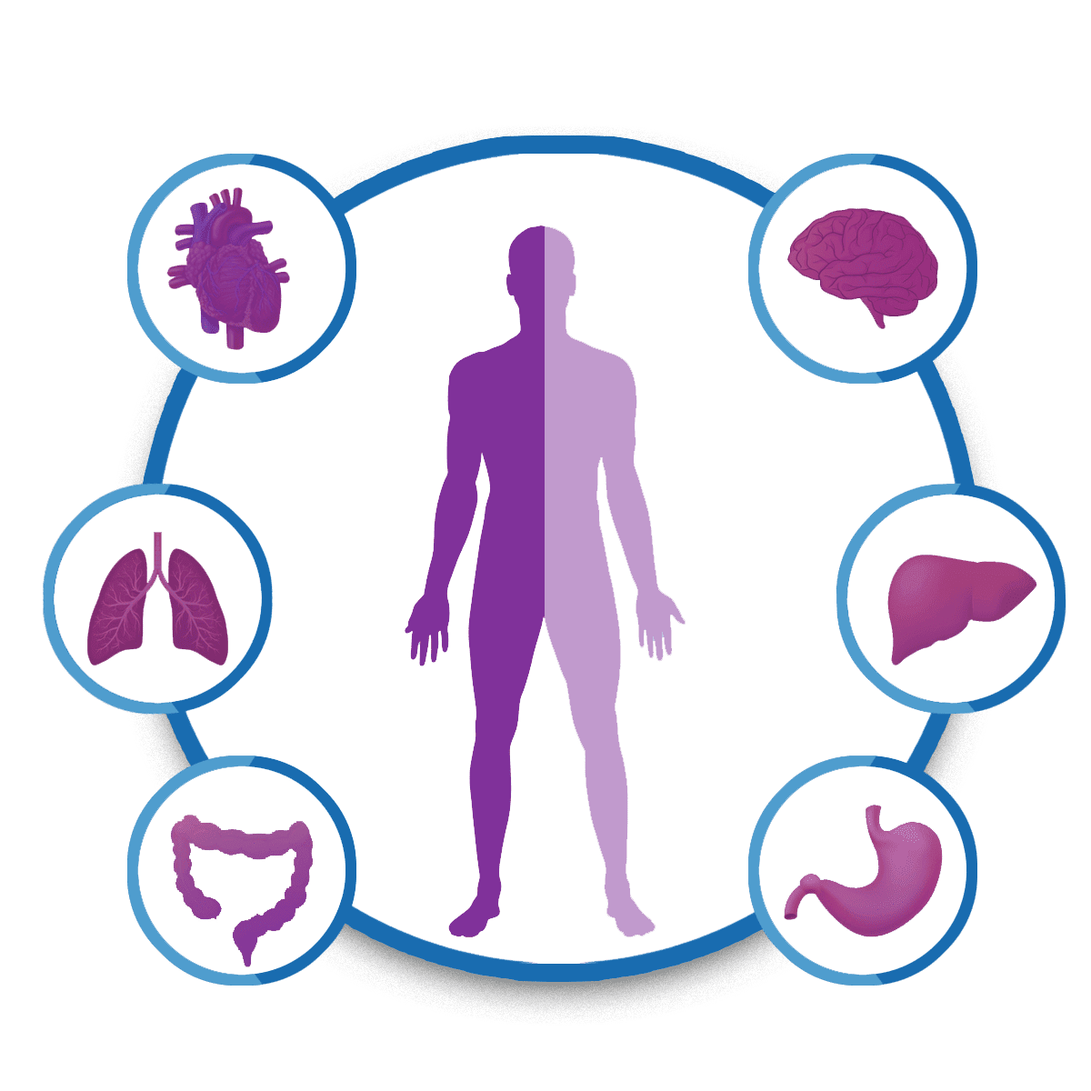 Human body with internal organs