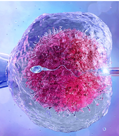 Microscopic view of fertilization process